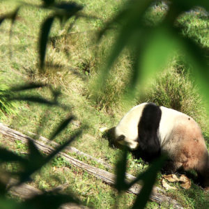 #Panda #Entkommt #Aus #Chinas #EUBotschaft