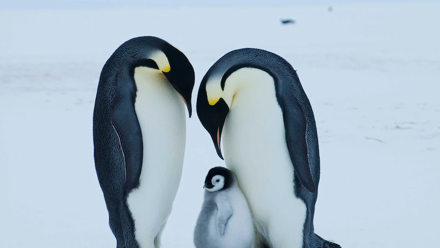 Emperor penguin at severe risk of extinction due to climate change