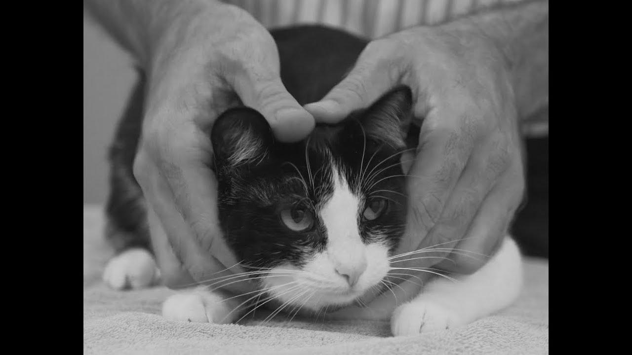 Find out how to decide up a cat like a pro – Vet recommendation on cat handling.