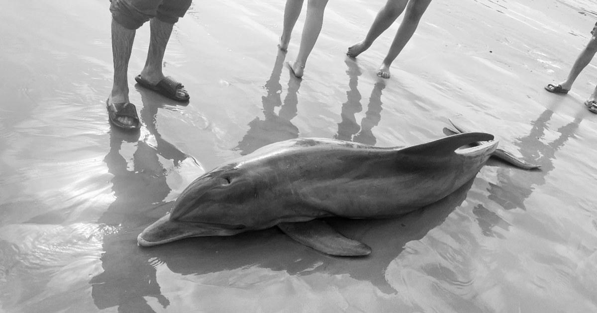 Rewards supplied after dolphin ‘harassed to demise’ on Texas seashore, one other impaled in Florida