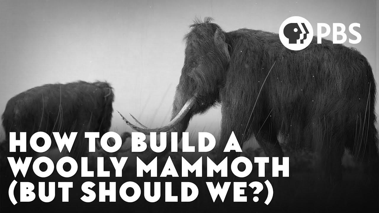 How To Construct A Woolly Mammoth (However Ought to We?)