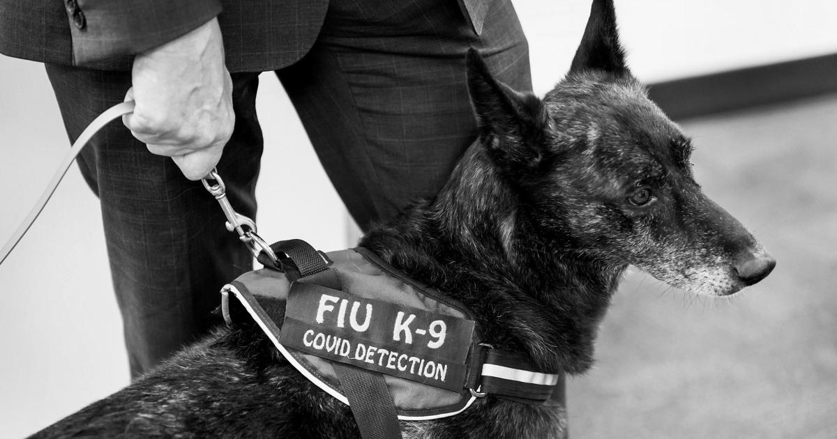 Canine can detect Covid with high accuracy, even asymptomatic circumstances